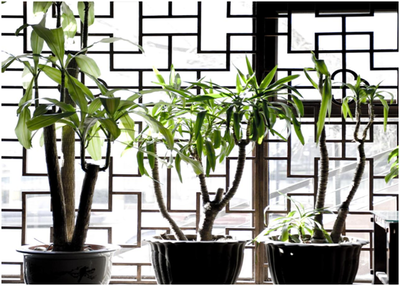 杭州绿植租赁，为生活添彩——花卉绿植租借与代管理的好处