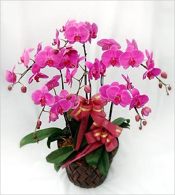 无锡花卉绿植租借与代管理 专业植物租赁服务提升环境品质