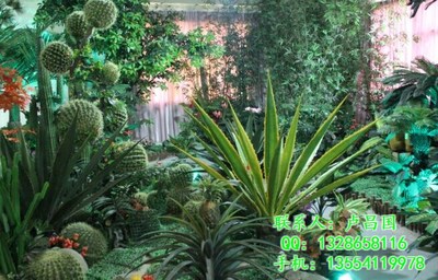 绿艺轩商贸 武汉花卉租摆与绿植代管理的优质选择