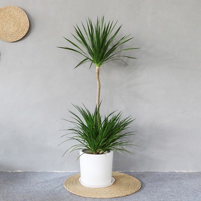 佛山植物租赁、租摆与售卖服务 绿植租借与代管理的便捷解决方案