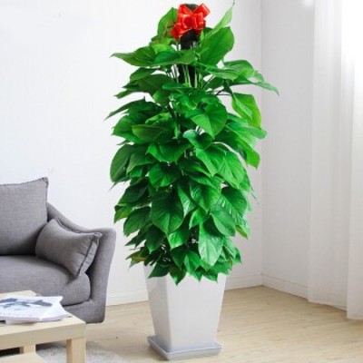 北京顺义销售绿植租赁花卉租摆价格实惠,绿植租摆