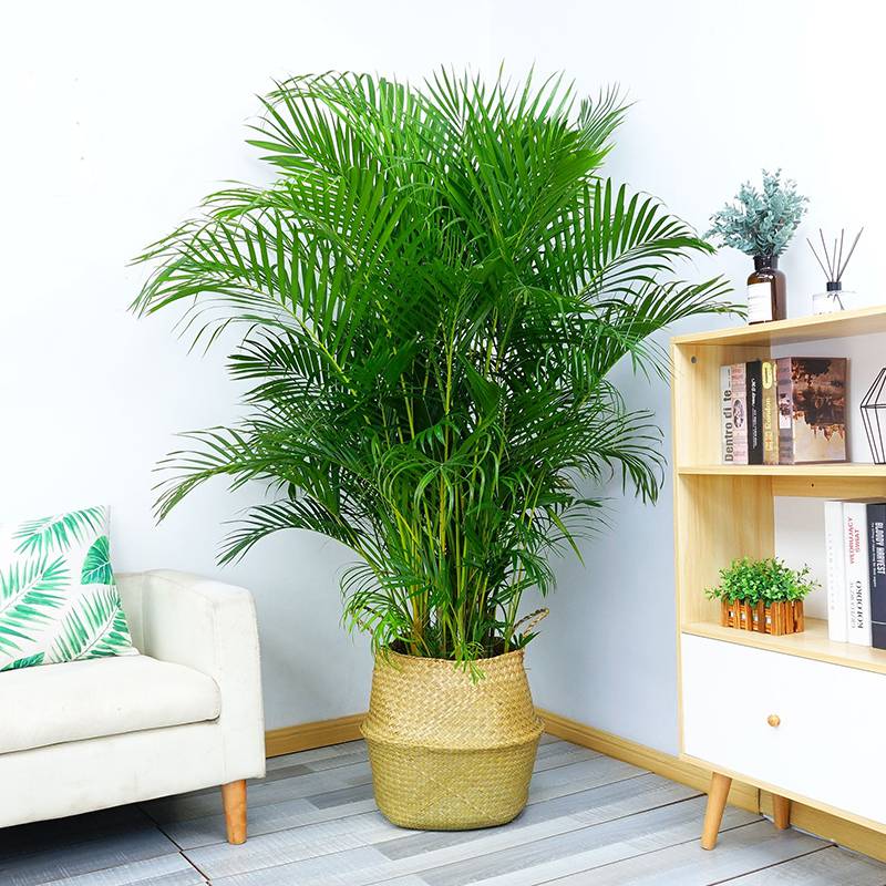 武汉室内花卉植物盆景全览 租赁与销售一站式服务