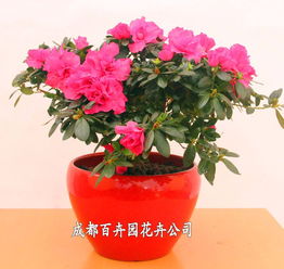 成都办公室花卉绿植租借指南 价格、方案与配送全解析