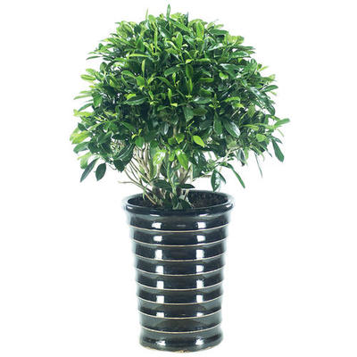 成都租绿植 非洲茉莉的租借与代管理服务