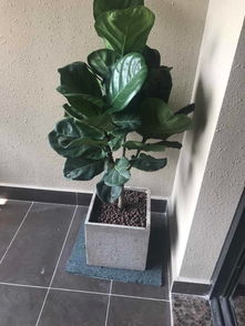 泉州公司租花服务 万达绿植租摆、发财树与开业盆栽的专业解决方案