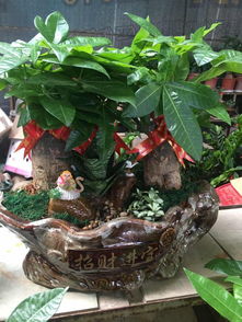 泉州公司租花与万达绿植租摆 发财树开业盆栽及代管理服务一览