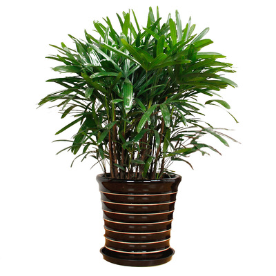 武汉室内外园林绿化与植物租赁服务全解析