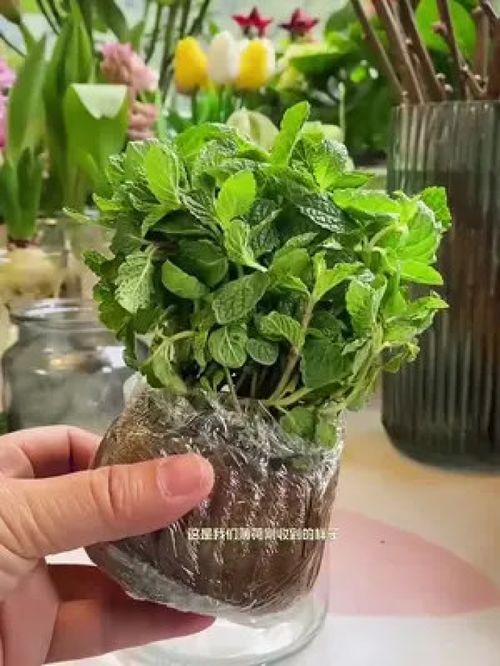 薄荷水培 干净美观的夏日室内绿植