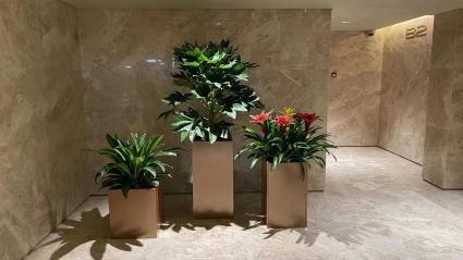 绿植与花卉租赁 便捷美化生活与办公空间的明智选择