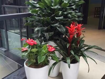 办公室绿植花卉租赁与批发销售 租一年送一个月，打造健康办公环境