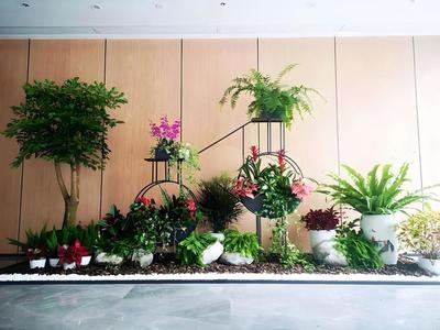 办公室植物租赁服务 蛇口花卉绿植出租，上门养护与免费更换无忧