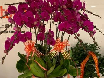 深圳宝安专业绿植租摆公司 点亮办公与生活空间的绿色艺术