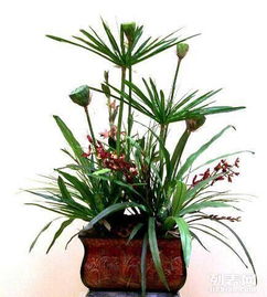 重庆主城植物租赁全解析 大花蕙兰、绿萝、发财树与鲜花绿植租借服务