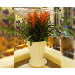 专业绿植花卉租赁服务——合肥轩晨园艺，打造商场活力空间