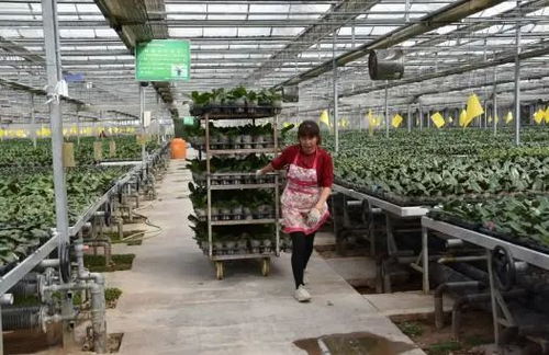 花卉绿植租借 公司+农户模式助推群众家门口稳定就业