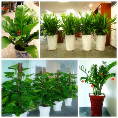 绿植盆景批发与租赁一站式服务 佳之美花卉的专业之道