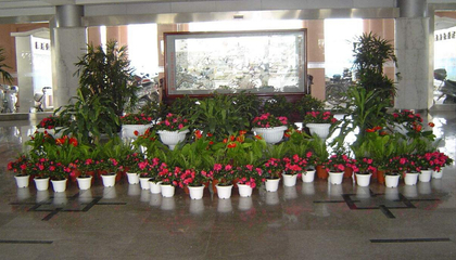 绿植租赁 租花比买花省心，比购买更划算